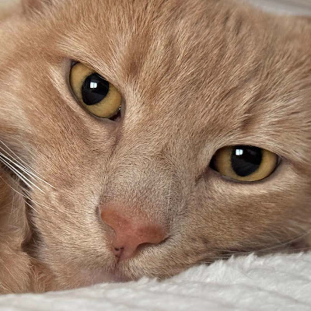 Meet your Posher, Veronica